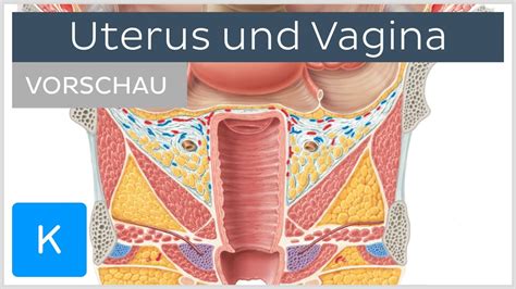 muschi kitzler|Schöne Vulva – feuchte Vagina